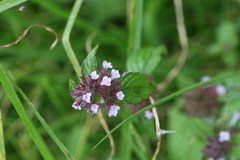 Calamintha umbrosa